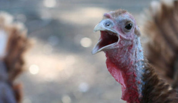 A Thanksgiving Massacre